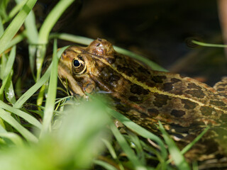 Teichfrosch, Pelophylax esculentus, Rana esculenta, Wasserfrosch