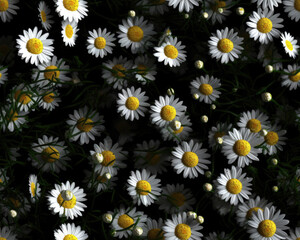 Seamless cute daisy flowers wallpaper on black background. Generative ai