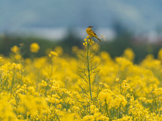 Schafstelze, Motacilla flava