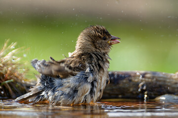  House sparrow, female bathing in bird water hole water. Splashing water. Czechia.