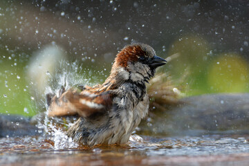 House sparrow, male bathes in the water of a bird watering hole. It splashes water. Czechia.