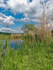 Der Lautensee im Naturschutzgebiet Mainaue bei Augsfeld, Stadt Haßfurt, Landkreis Hassberge, Unterfranken, Franken, Bayern, Deutschland