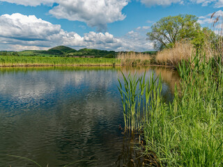 Der Lautensee im Naturschutzgebiet Mainaue bei Augsfeld, Stadt Haßfurt, Landkreis Hassberge, Unterfranken, Franken, Bayern, Deutschland