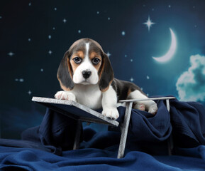 Cute little beagle puppy against the night sky