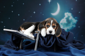 Cute little beagle puppy against the night sky