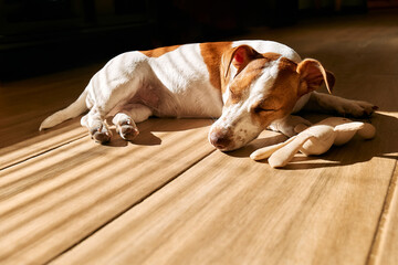 Young dog jack russell terrier sleeping with small toy on the parquet floor in sunny day. - Powered by Adobe