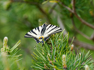 Segelfalter, Iphiclides podalirius