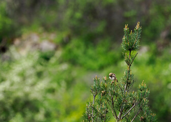 Baumpieper, Anthus trivialis