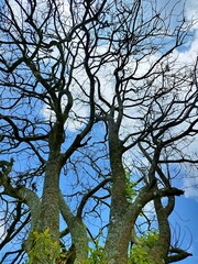 The beautiful shape of a tree branch that dries up because it sheds its leaves during the summer drought