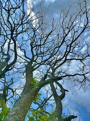 The beautiful shape of a tree branch that dries up because it sheds its leaves during the summer drought