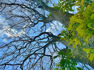 The beautiful shape of a tree branch that dries up because it sheds its leaves during the summer drought