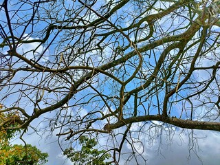 The beautiful shape of a tree branch that dries up because it sheds its leaves during the summer drought