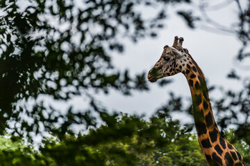 Giraffe Eats Leaf. A giraffe eats the foliage of a tree.