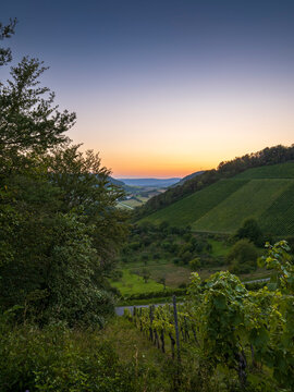 Weinberge bei Ramsthal im Abendlicht, Landkreis Bad Kissingen, Franken, Unterfranken, Bayern, Deutschland