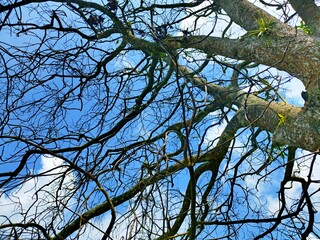 The beautiful shape of a tree branch that dries up because it sheds its leaves during the summer drought