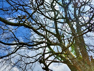 The beautiful shape of a tree branch that dries up because it sheds its leaves during the summer drought