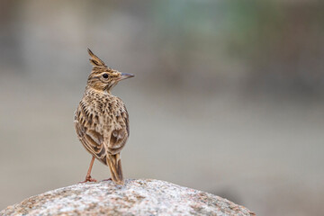 Colorful background with an exotic bird. The crested lark, Galerida cristata.
