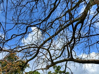 The beautiful shape of a tree branch that dries up because it sheds its leaves during the summer drought