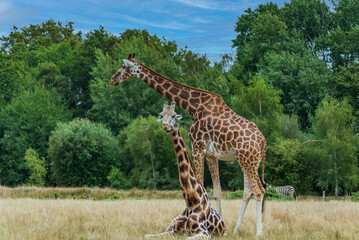 Giraffe Couple. A pair of giraffes, one of which is lying in the grass and the other is standing.