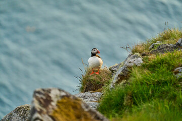 Cute and adorable Puffin, fratercula, on a cliff in Norway.