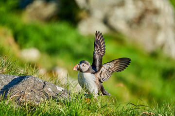 Cute and adorable Puffin, fratercula, on a cliff in Norway.