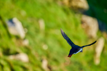 Cute and adorable Puffin, fratercula, flying over a cliff.