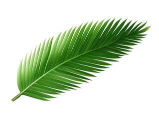 coconut leaf element in isolated background
