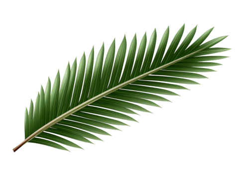 coconut leaf element in isolated background