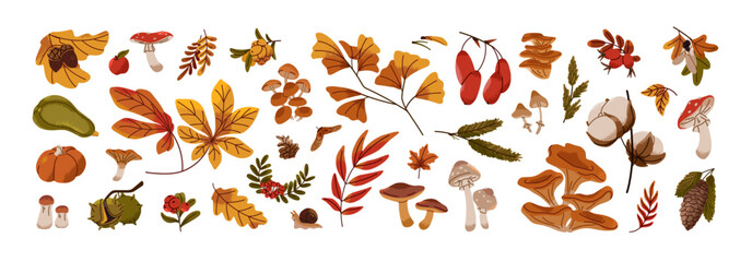 Autumn nature decoration set. Various fall tree leaves, yellow foliage: maple, oak, rowan, pine paw with cone. Forest food: mushrooms, bolete, acorn, berry. Flat isolated vector illustration on white