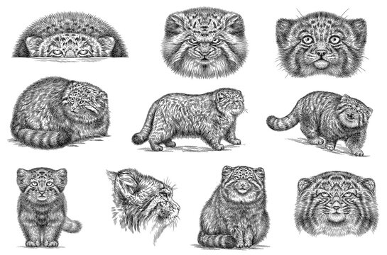 Vintage engraving isolated manul set illustration ink sketch. Palla's cat background silhouette kitten art. Black and white hand drawn image
