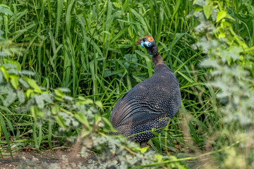 Colorful background with an exotic bird. The helmeted guineafowl, Numida meleagris