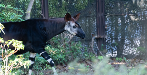 珍しい生き物　オカピ © rai