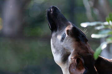 珍しい生き物　オカピ © rai