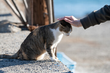 ネコの頭を撫でる人