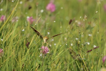 dragonfly on a flower