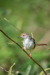 Colorful background with an exotic bird. Graceful prinia, Prinia gracilis