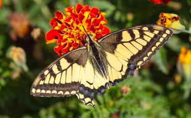 Close-up of a butterfly on an orange flower in nature