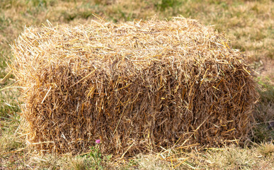 Dry hay in a field on a farm