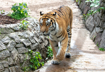 A tiger walks in the zoo