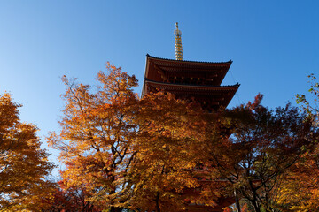 紅葉と五重塔