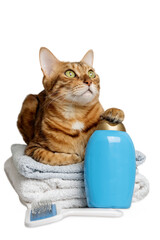 Cute cat with tools for bathing animals, hygiene on a transparent background.
