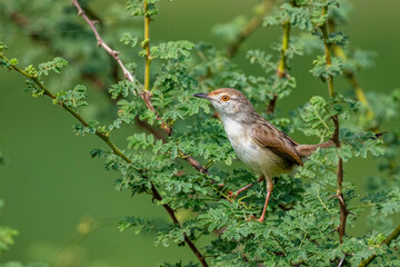 Colorful background with an exotic bird. Graceful prinia, Prinia gracilis