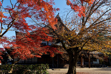 紅葉に包まれた寺院の本堂