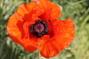 red poppy flower