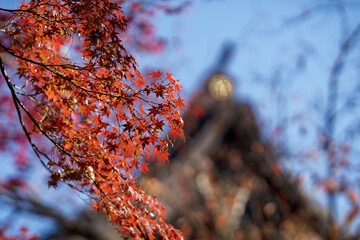 紅葉と寺院の屋根