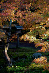 日本庭園を彩る紅葉