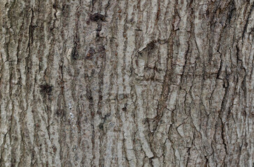 Tree bark background