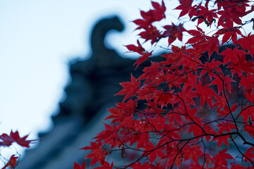 真紅の紅葉に彩られた寺院