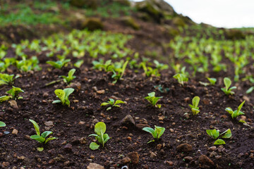 Organic Young lettuces planted Plant growing on soil. Eco earth day