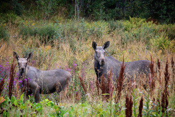 Elk with baby on Lofoten Islands, Norway, Europe